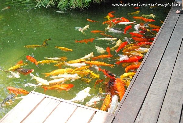 ใครชอบปลาคราฟบ้างเชิญ