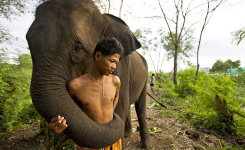 ช้าง กับ ภาพ สวย ๆ