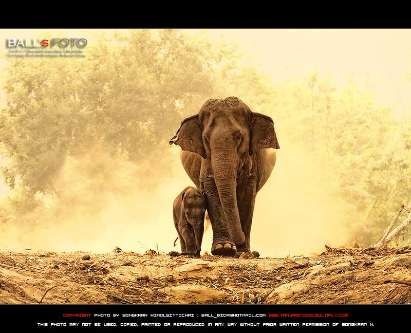 ช้าง กับ ภาพ สวย ๆ
