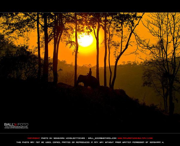 ช้าง กับ ภาพ สวย ๆ