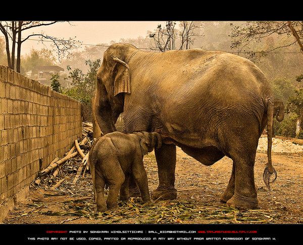 ช้าง กับ ภาพ สวย ๆ