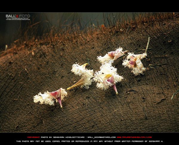 ช้าง กับ ภาพ สวย ๆ