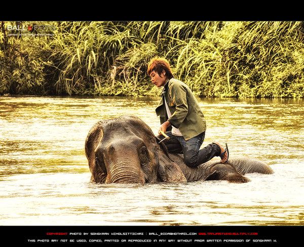 ช้าง กับ ภาพ สวย ๆ