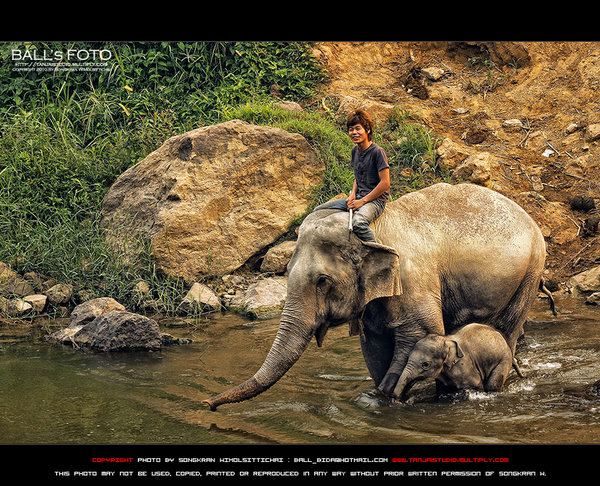 ช้าง กับ ภาพ สวย ๆ