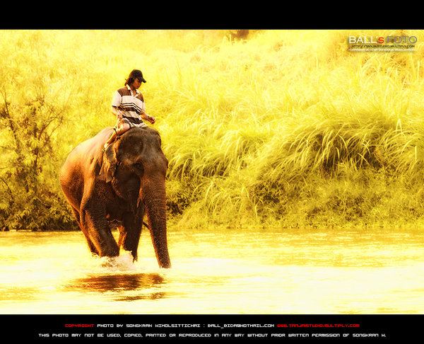 ช้าง กับ ภาพ สวย ๆ