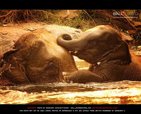 ช้าง กับ ภาพ สวย ๆ