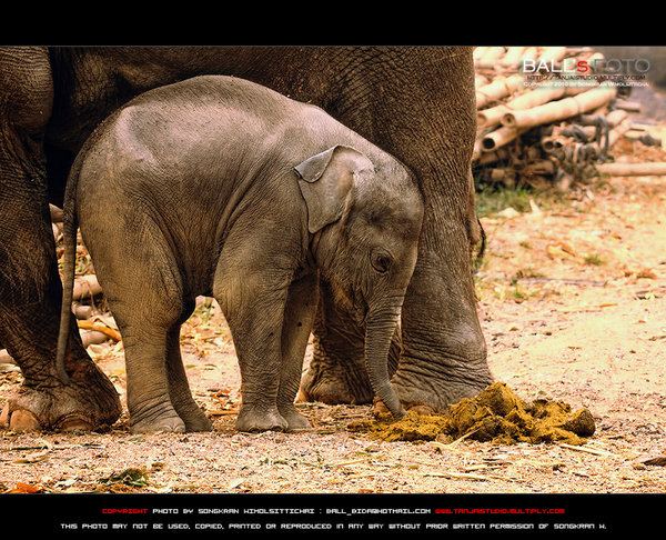 ช้าง กับ ภาพ สวย ๆ