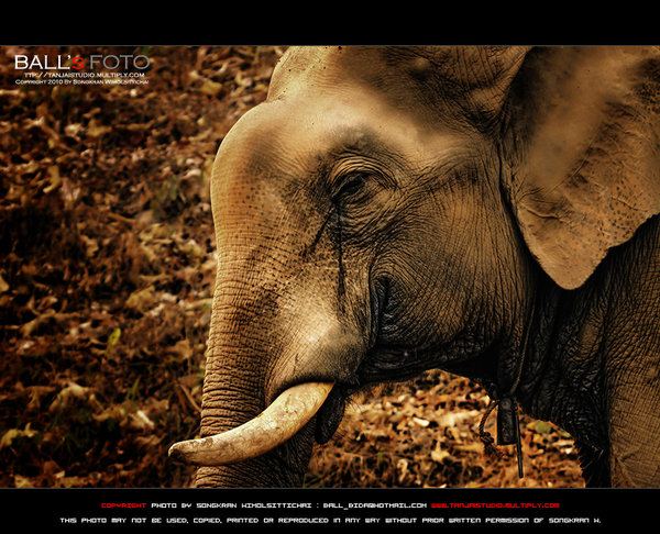 ช้าง กับ ภาพ สวย ๆ