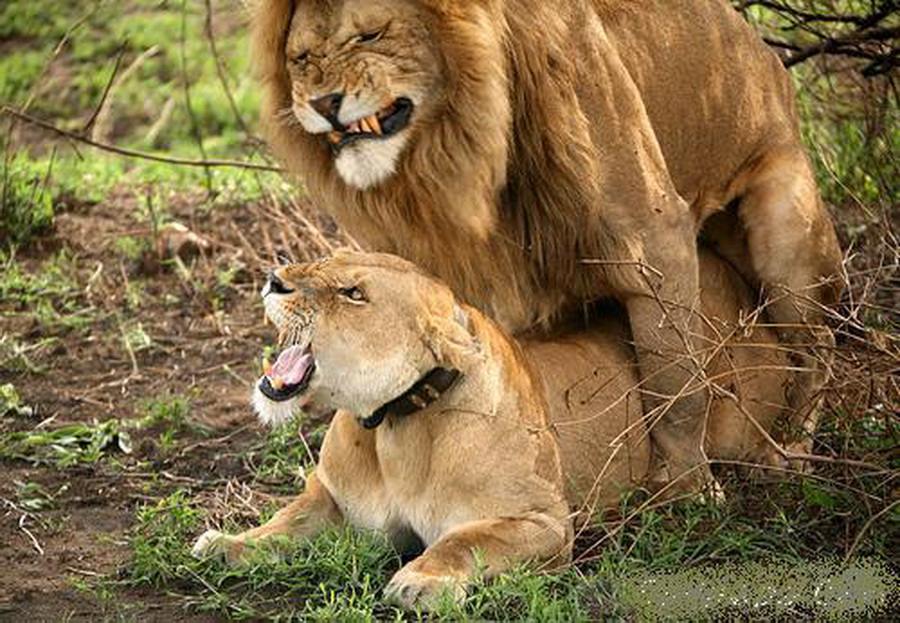 กรี้สสสสสสส