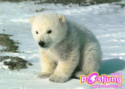 ลูกหมีขั้วโลก