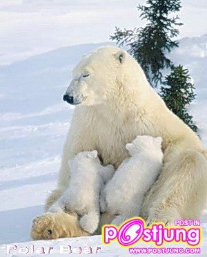 แม่หมีกับลูกหมีขั้วโลก