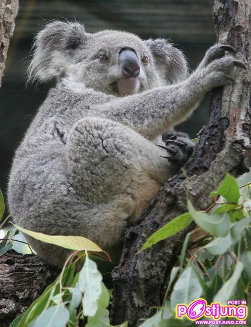 หมีโคอาล่า