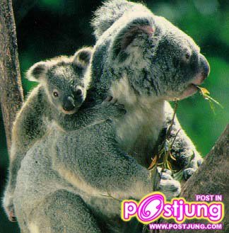 ลูกหมีขี่หลังแม่หมี