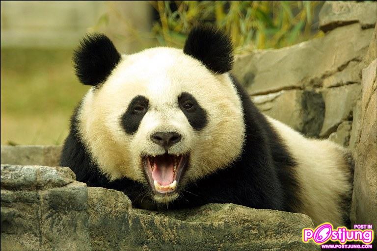 หมีแพนด้า