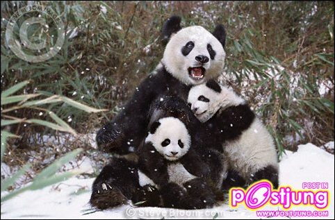 แม่หมีให้ความอบอุ่นแก่ลูกหมี