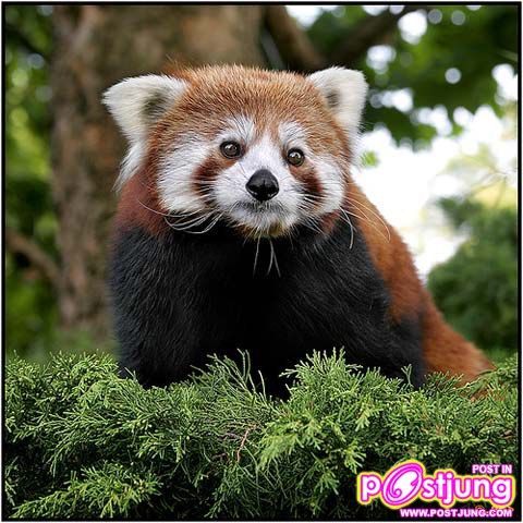 หมีแพนด้าแดง