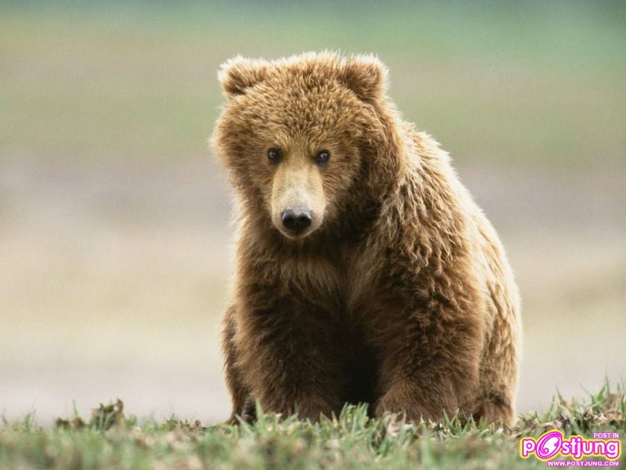 หมีกริซลีย์