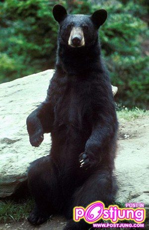 หมีไทยๆ