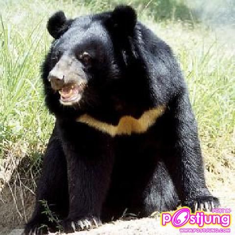 หมีควาย