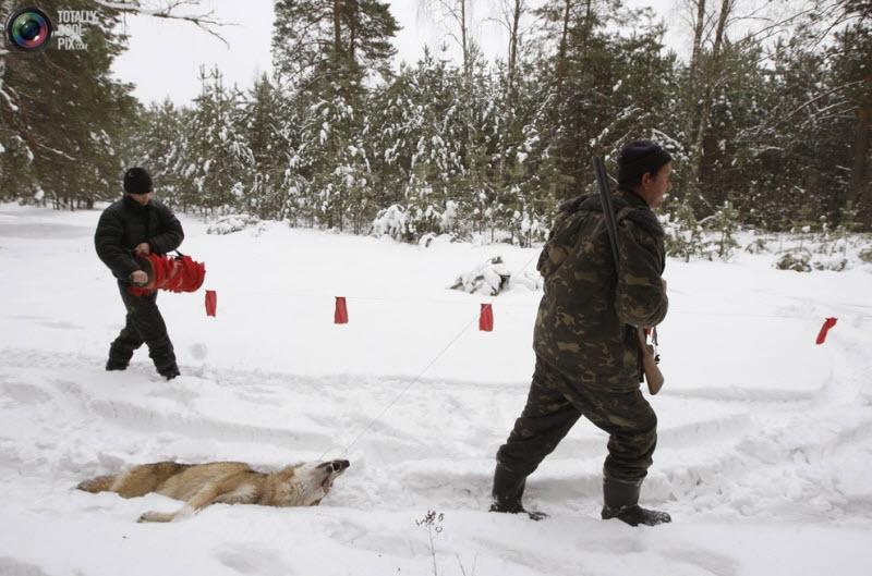 การล่าหมาป่าสุดโหด 18+ T^