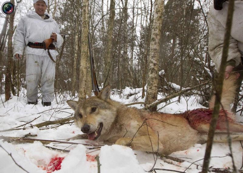 การล่าหมาป่าสุดโหด 18+ T^