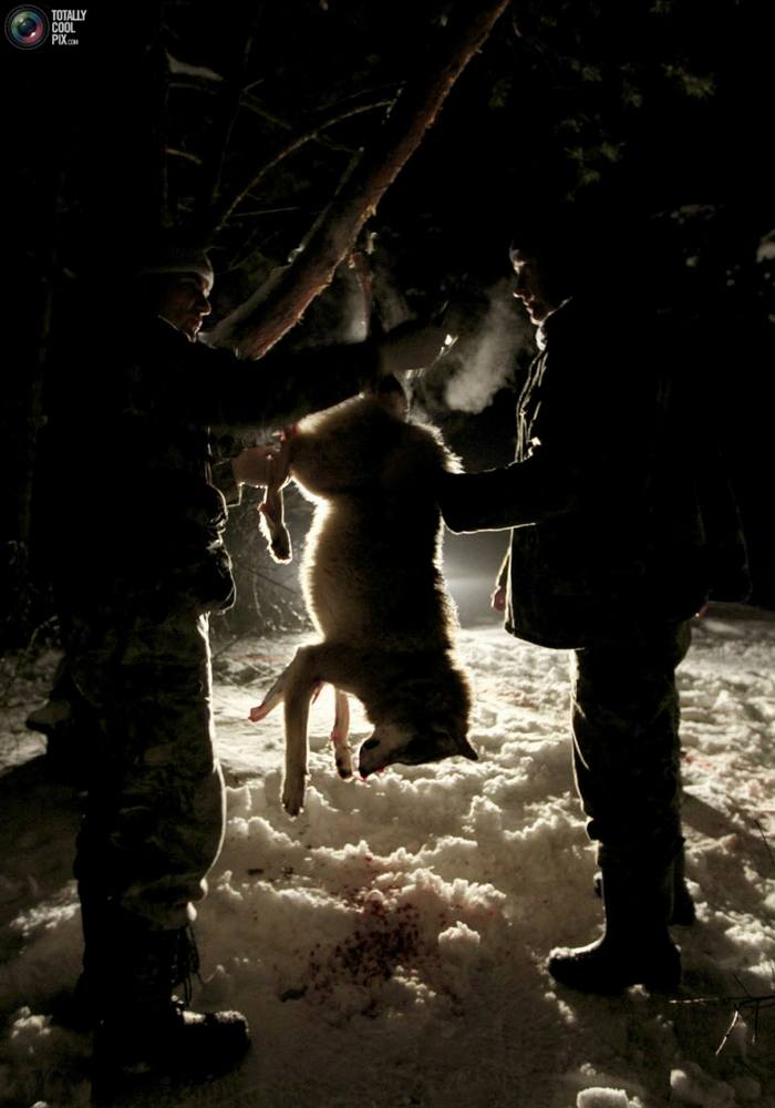 การล่าหมาป่าสุดโหด 18+ T^