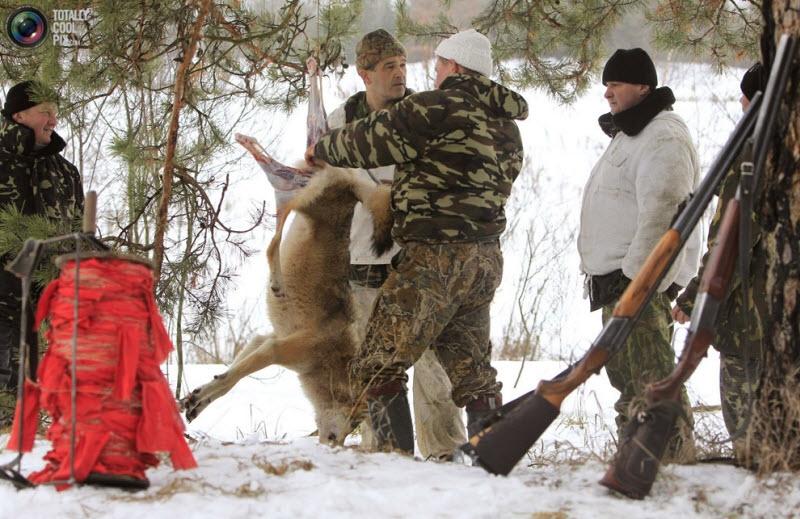 การล่าหมาป่าสุดโหด 18+ T^