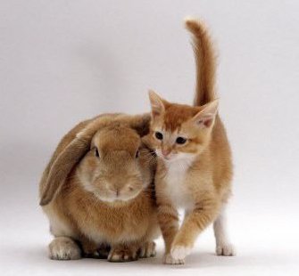 แฝดคนละผา