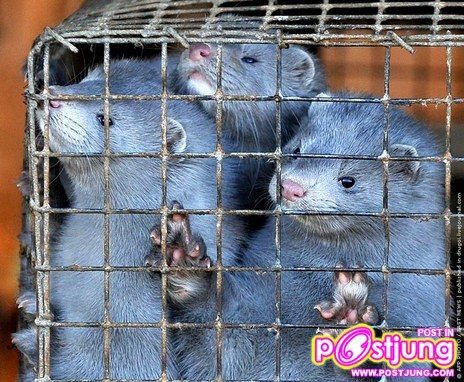 @-ตัวมิ๊งค์..(น่ารักมากๆ)สัตว์ที่ทำไมมนุษย์ต้องฆ่า!