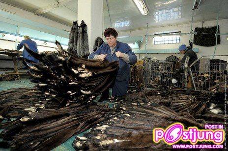 @-ตัวมิ๊งค์..(น่ารักมากๆ)สัตว์ที่ทำไมมนุษย์ต้องฆ่า!