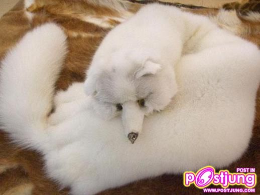 @-ตัวมิ๊งค์..(น่ารักมากๆ)สัตว์ที่ทำไมมนุษย์ต้องฆ่า!