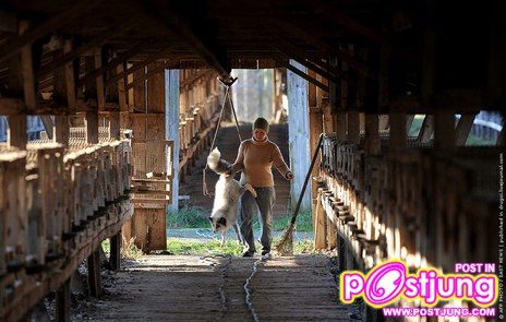 @-ตัวมิ๊งค์..(น่ารักมากๆ)สัตว์ที่ทำไมมนุษย์ต้องฆ่า!