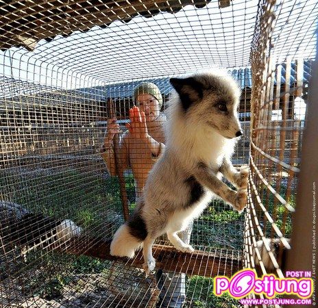 @-ตัวมิ๊งค์..(น่ารักมากๆ)สัตว์ที่ทำไมมนุษย์ต้องฆ่า!