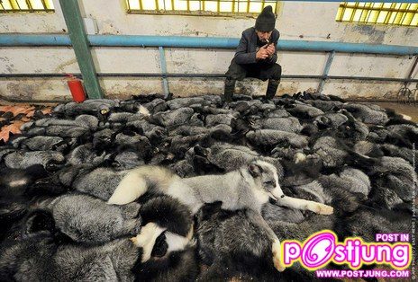 @-ตัวมิ๊งค์..(น่ารักมากๆ)สัตว์ที่ทำไมมนุษย์ต้องฆ่า!