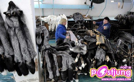 @-ตัวมิ๊งค์..(น่ารักมากๆ)สัตว์ที่ทำไมมนุษย์ต้องฆ่า!