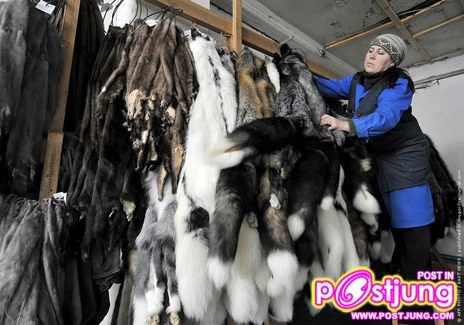 @-ตัวมิ๊งค์..(น่ารักมากๆ)สัตว์ที่ทำไมมนุษย์ต้องฆ่า!