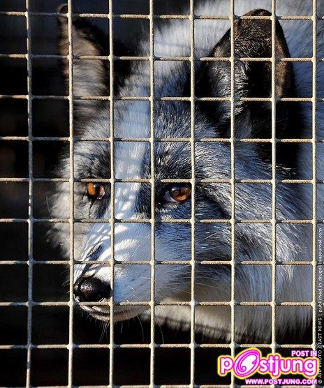 @-ตัวมิ๊งค์..(น่ารักมากๆ)สัตว์ที่ทำไมมนุษย์ต้องฆ่า!