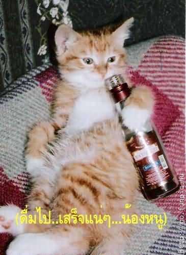 ยุทธวิธีการหาแฟนแบบเฉียบพลัน!!!