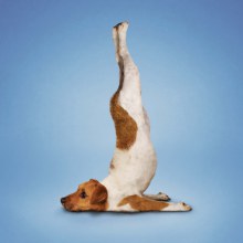 Dog’s Yoga มาดูเจ้าตูบน่ารักๆ เล่นโยคะกันค่ะ