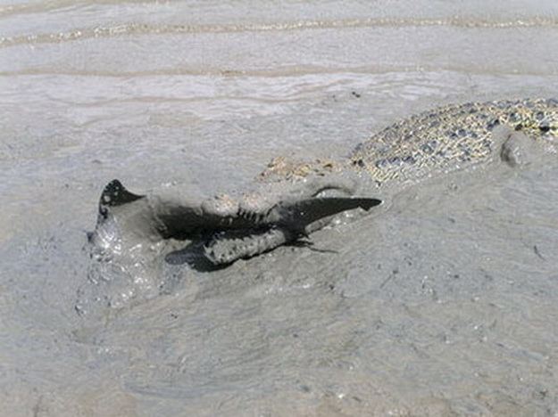 พี่หลาม ปะทะ น้องเข้