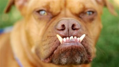 Pabst พาบต์ เป็น สุนัข น่าเกลียด ที่สุดในโลก ประจำปี 2009
