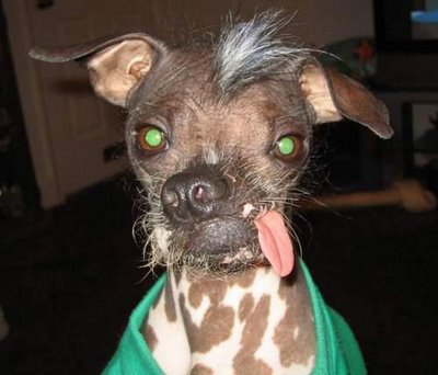 Pee Wee Martini พีวี เป็นสุนัขที่น่าเกลียดที่สุดในโลกประจำปี2006
