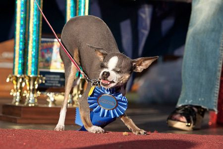 Princess Abby สุนัขที่น่าเกลียดที่สุดในโลก ประจำปี 2010