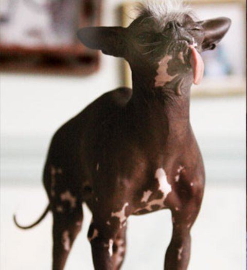 ไปดูความน่ารักของสุนัขพันธุ์ Chinese Crested กันค่ะ