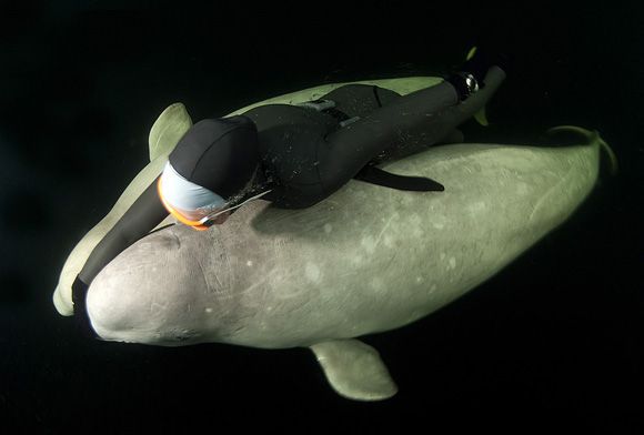 มาแบ๊ว ๆ กับวาฬเบลูก้าสัตว์ใต้ทะเลสุดน่ารักกันเจ้าค่ะ