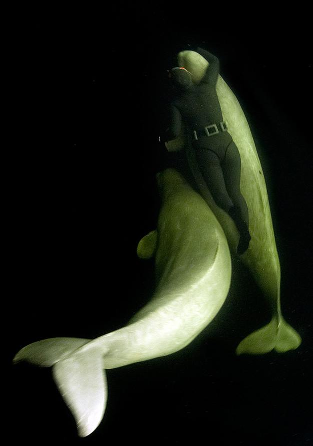 มาแบ๊ว ๆ กับวาฬเบลูก้าสัตว์ใต้ทะเลสุดน่ารักกันเจ้าค่ะ