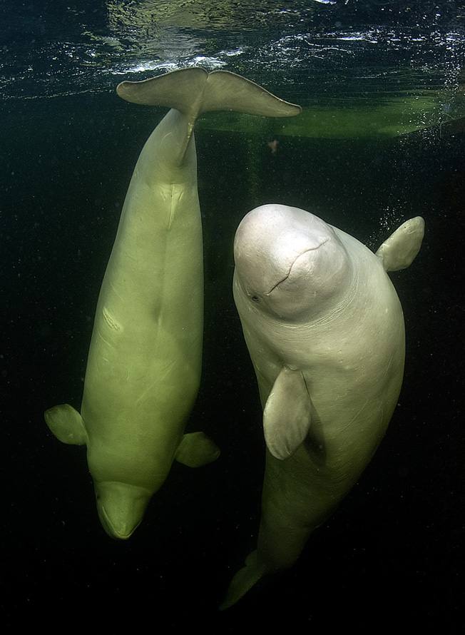 มาแบ๊ว ๆ กับวาฬเบลูก้าสัตว์ใต้ทะเลสุดน่ารักกันเจ้าค่ะ