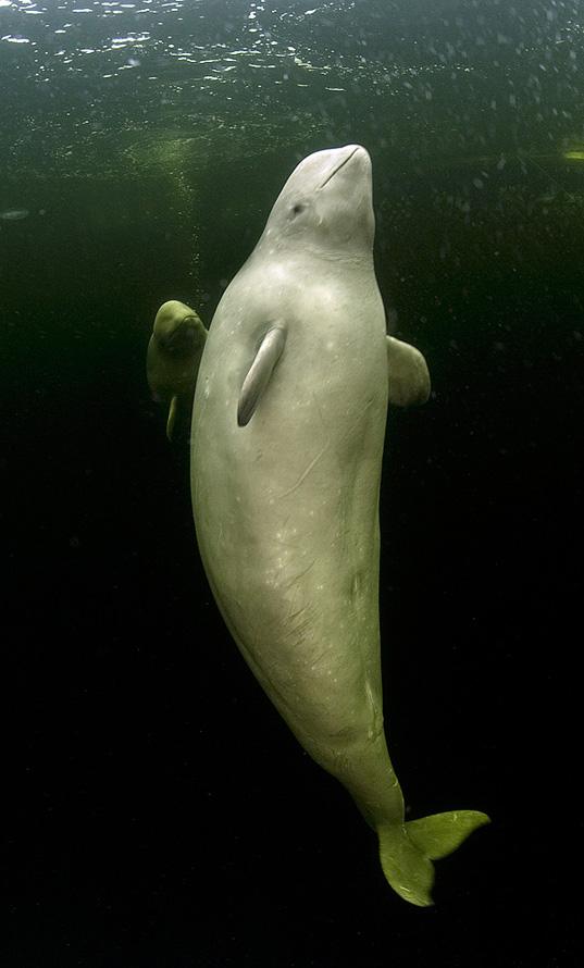 มาแบ๊ว ๆ กับวาฬเบลูก้าสัตว์ใต้ทะเลสุดน่ารักกันเจ้าค่ะ