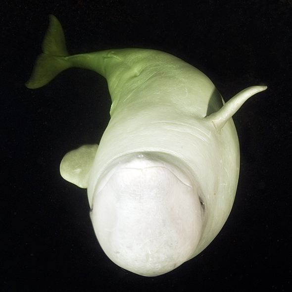 มาแบ๊ว ๆ กับวาฬเบลูก้าสัตว์ใต้ทะเลสุดน่ารักกันเจ้าค่ะ