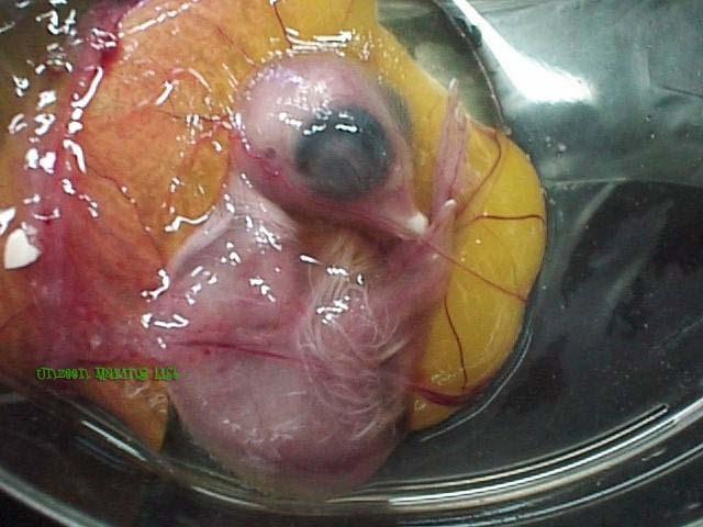 มาดูวิวัฒนาการของลูกเจี๊ยบกันเจ้าค่ะ